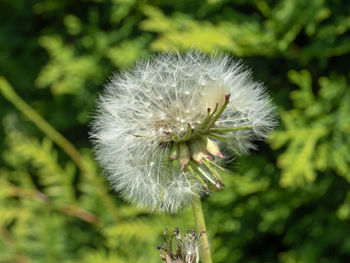 Close-up of dandelion against blurred background