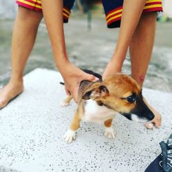 Child grabbing dog walking on beach