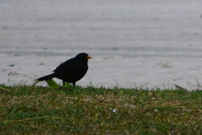 Bird perching on grass at beach