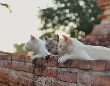 Cat lying on retaining wall