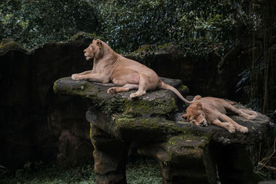 The lions take a rest on the stone at taman safari prigen