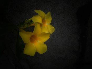 Close-up high angle view of yellow flowers against black background