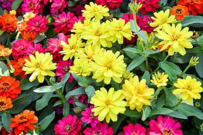 High angle view of pink flowering plants