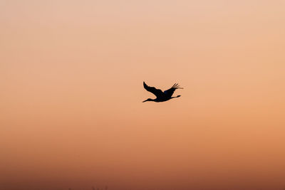 Silhouette bird flying in the sky