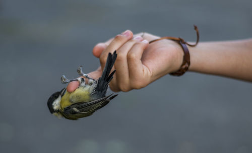 Close-up of hand holding bird