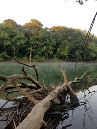 Fallen tree by lake against sky