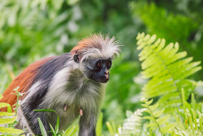 Close-up of monkey