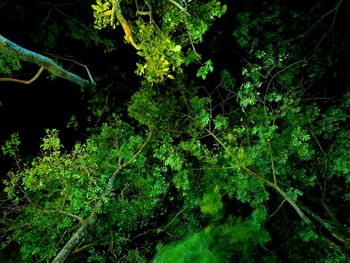 Full frame shot of fresh green leaves