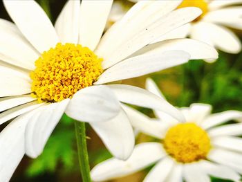 Close-up of yellow flower blooming outdoors