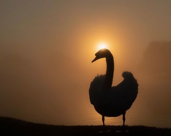 Silhouette bird on a sunset