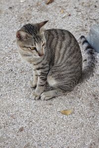High angle view of tabby cat with eyes closed