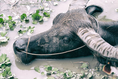 High angle view of an animal against plants