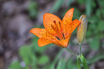 Close-up of orange flower