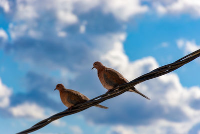 Dove couple landed on the wire during sunny spring day front of the cloudy sky