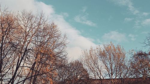 Low angle view of trees against sky