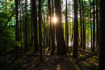 Sunset in the forest