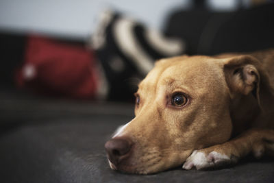 Close-up portrait of a dog