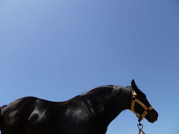 Horse standing in ranch against blue sky