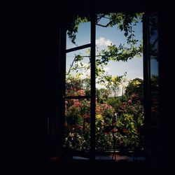 Trees seen through window