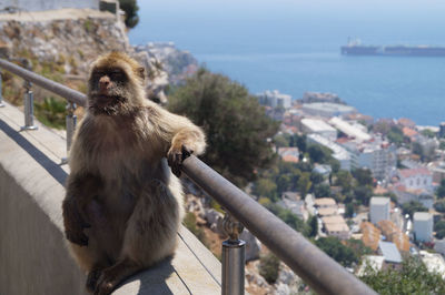 Monkey looking away in city