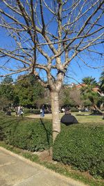 View of trees in park