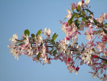 Low angle view of cherry blossoms against sky
