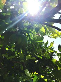 Low angle view of tree