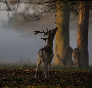 Deer against sky