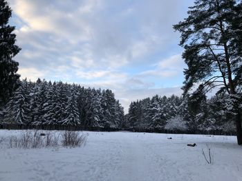 Trees on snow covered field against sky