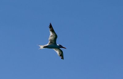 Low angle view of seagull flying in sky