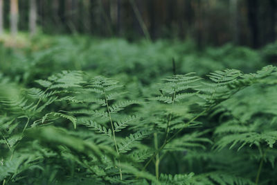 Green fern leaves in forest textured natural background