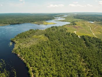 Aerial view of pine forest and river