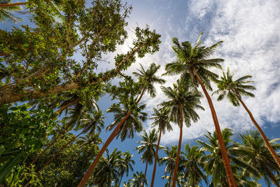 Low angle view of palm trees against sky