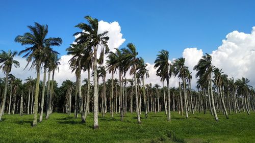 Palm trees on field against sky