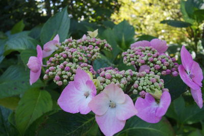 Close-up of pink flower