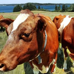 Close-up of cow standing on field