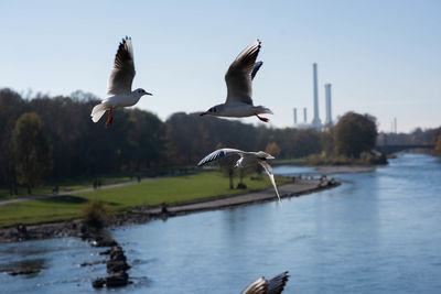 Birds flying over lake