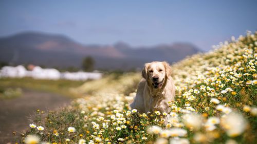 Dog in sunlight between flowers