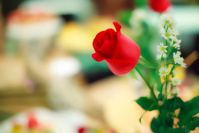 Close-up of red rose