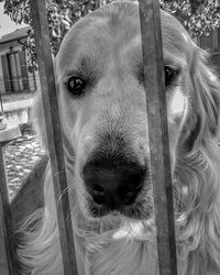 Close-up portrait of dog at park