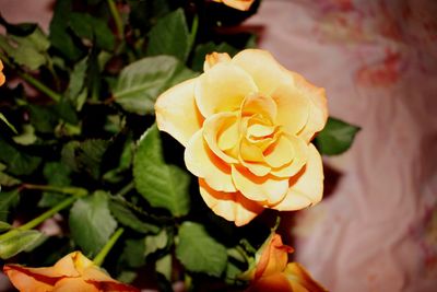 Close-up of yellow rose blooming outdoors