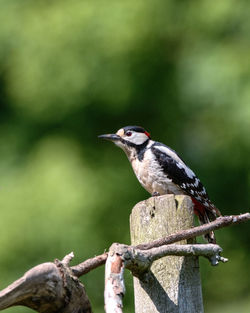 Close-up of bird perching on a branch
