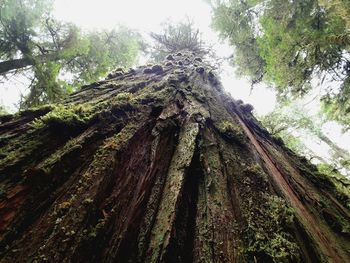 Low angle view of tree trunk in forest