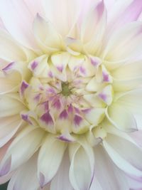 Close-up of pink dahlia