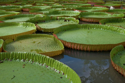 High angle view of lotus water lily