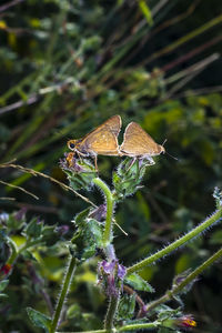 Close-up of butterfly on plant