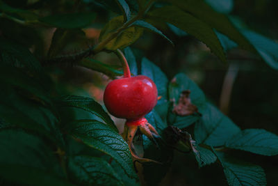 Close-up of apples on tree