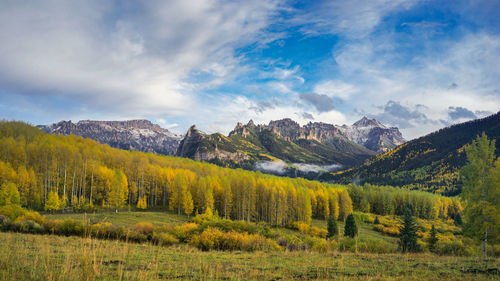  aspens with golden yellow leafs and mountain with blue sky in autumn, colorado