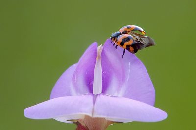 Close-up of bee pollinating on purple flower