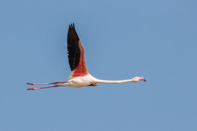 Low angle view of bird flying against clear blue sky